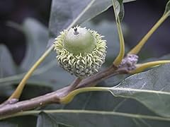 Bur oak tree for sale  Delivered anywhere in USA 