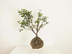 Kokedama ciliegio giapponese usato  Spedito ovunque in Italia 