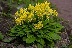 Primula veris cowslip for sale  Delivered anywhere in UK