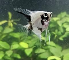 Pack panda angelfish for sale  Delivered anywhere in USA 