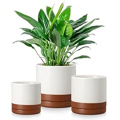 Vancasso ceramic plant for sale  Delivered anywhere in USA 