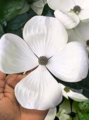 White flowering dogwood for sale  Delivered anywhere in USA 