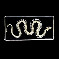 Uigjiog real snake for sale  Delivered anywhere in UK