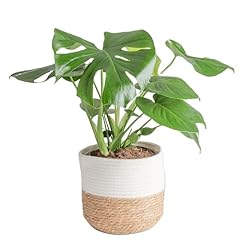 Costa farms monstera for sale  Delivered anywhere in USA 