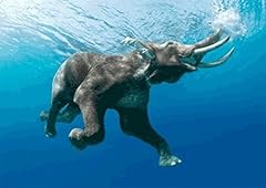 Elephant swimming underwater for sale  Delivered anywhere in USA 