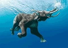 Elephant swimming underwater for sale  Delivered anywhere in USA 