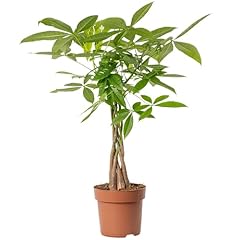 Pachira aquatica money for sale  Delivered anywhere in UK