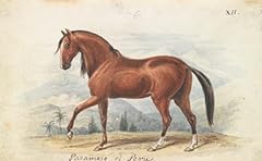 Peruvian paso poster for sale  Delivered anywhere in USA 