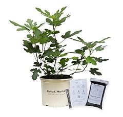 Chicago hardy fig for sale  Delivered anywhere in USA 