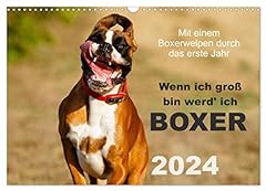 Groß werd boxer gebraucht kaufen  Wird an jeden Ort in Deutschland