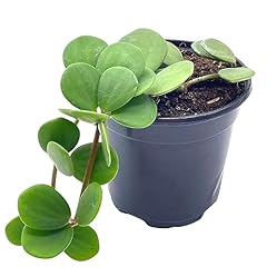 Bubbleblooms peperomia hope for sale  Delivered anywhere in USA 