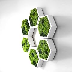 Framed hexagon moss for sale  Delivered anywhere in USA 