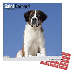 Saint bernard calendar for sale  Delivered anywhere in UK