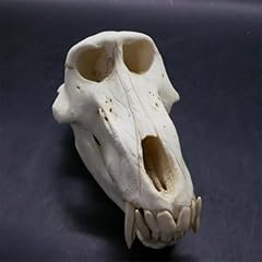 Baboon skull model for sale  Delivered anywhere in USA 