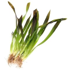 K2aqua vallisneria gigantea for sale  Delivered anywhere in UK