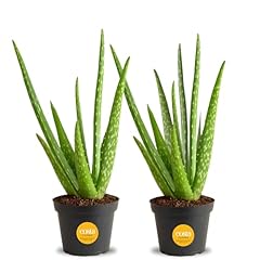 Costa farms aloe for sale  Delivered anywhere in USA 