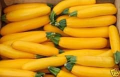 Graines courgette bio d'occasion  Livré partout en France