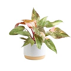 Costa farms pink for sale  Delivered anywhere in USA 