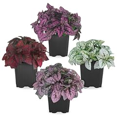 Polka dot plant for sale  Delivered anywhere in USA 