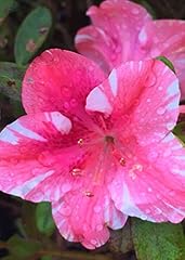 Azalea dogwood live for sale  Delivered anywhere in USA 