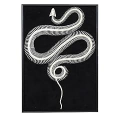 Snake skeleton specimen for sale  Delivered anywhere in UK