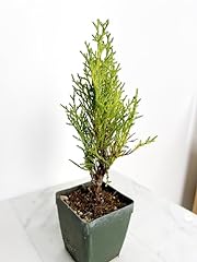 Evergreen italian cypress for sale  Delivered anywhere in USA 
