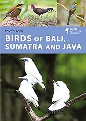 Birds bali sumatra for sale  Delivered anywhere in UK