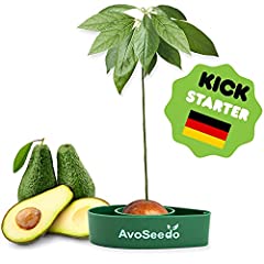 Avoseedo grow avocado for sale  Delivered anywhere in Ireland