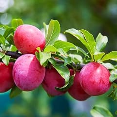 American plum tree for sale  Delivered anywhere in USA 