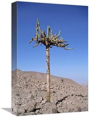 Candelabra cactus lluta for sale  Delivered anywhere in USA 