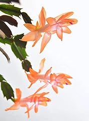 Christa orange christmas for sale  Delivered anywhere in USA 