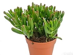 Crassula hobbit succulent for sale  Delivered anywhere in UK
