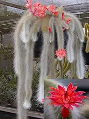 Cactus coda scimmia usato  Spedito ovunque in Italia 