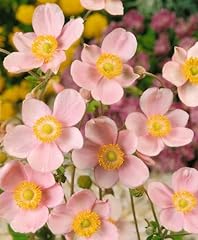 Anemone hupehensis uvertüre gebraucht kaufen  Wird an jeden Ort in Deutschland