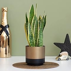 Sansevieria laurentii snake for sale  Delivered anywhere in UK