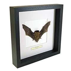 Museumwinkel.com pipistrellus  for sale  Delivered anywhere in UK