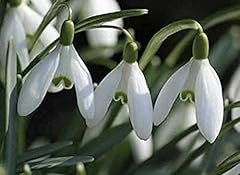 100 single snowdrop for sale  Delivered anywhere in UK