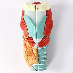 S24.4688 larynx modèle d'occasion  Livré partout en France