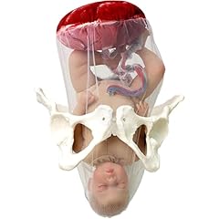 Female childbirth model for sale  Delivered anywhere in USA 