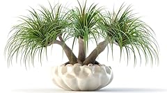 Ponytail palm bonsai for sale  Delivered anywhere in USA 