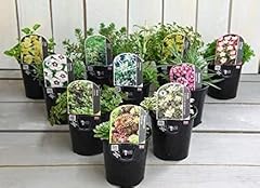 Pack alpine perennial for sale  Delivered anywhere in UK