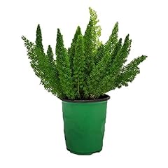 Foxtail fern plant for sale  Delivered anywhere in USA 