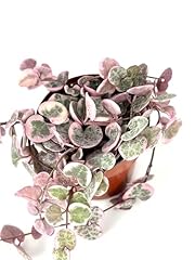 String hearts succulent for sale  Delivered anywhere in USA 