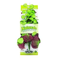 Marina natural pennywort for sale  Delivered anywhere in UK