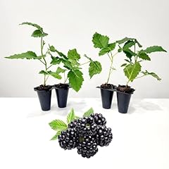 Blackberry plants prime for sale  Delivered anywhere in USA 