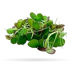 Giant duckweed live for sale  Delivered anywhere in USA 