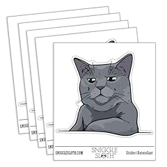 Russian blue cat for sale  Delivered anywhere in USA 
