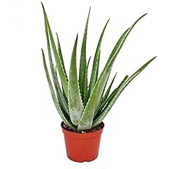 Usado, Aloe Vera Planta Natural Adulta 40cm de Altura Maceta segunda mano  Se entrega en toda España 