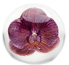 Dynasty gallery floraculture for sale  Delivered anywhere in USA 