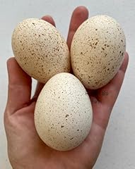 Turkey fertile hatching for sale  Delivered anywhere in USA 